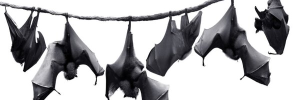 AusBats Profile Banner