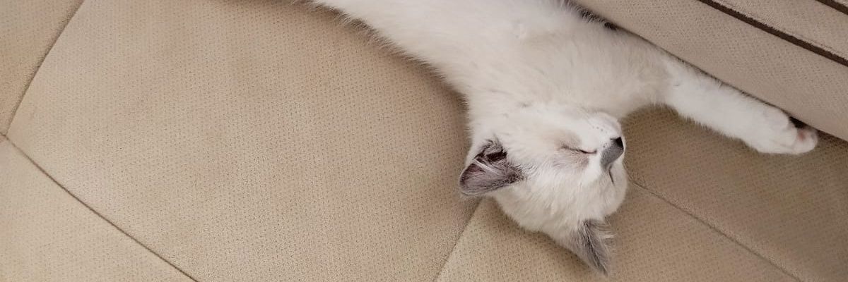 theviioleta_'s profile banner image