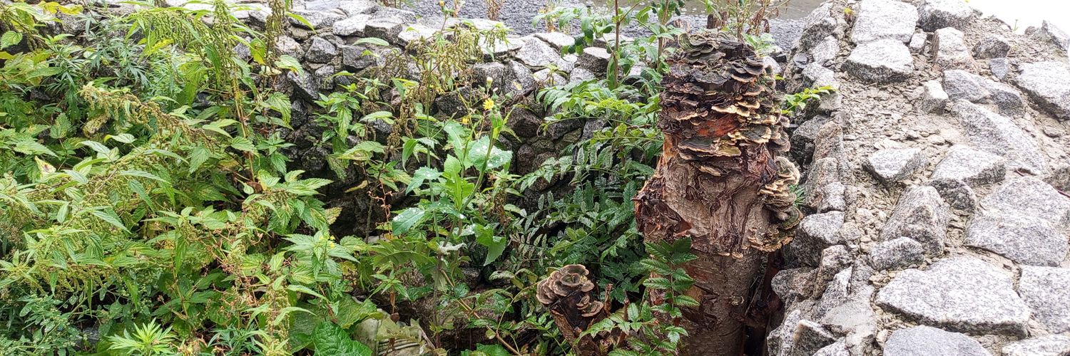 Сын березы banner