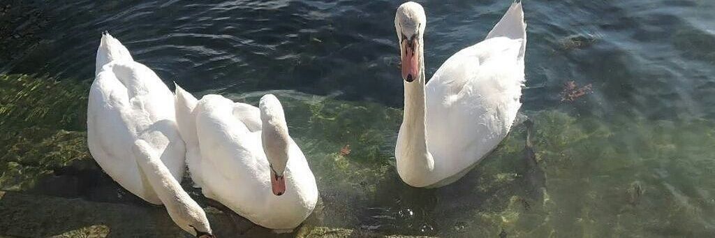 josiane MICHEL banner