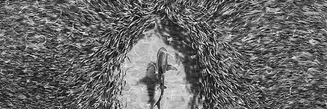 Jonny Farmelo banner