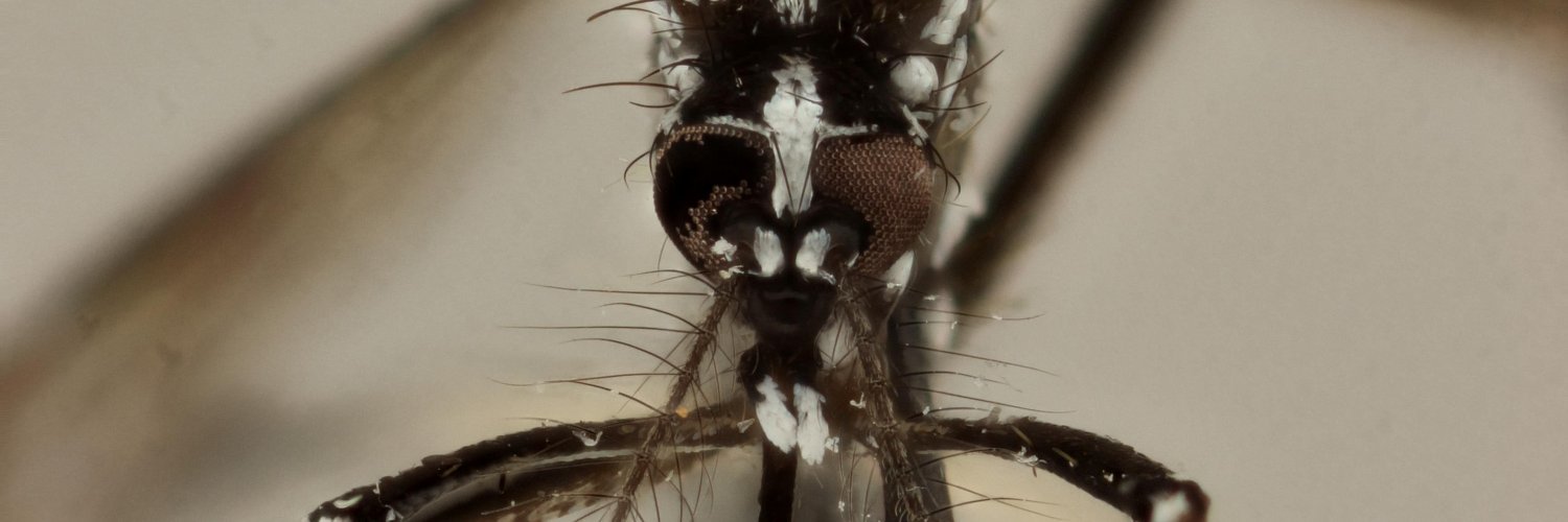 Isra Deblauwe banner