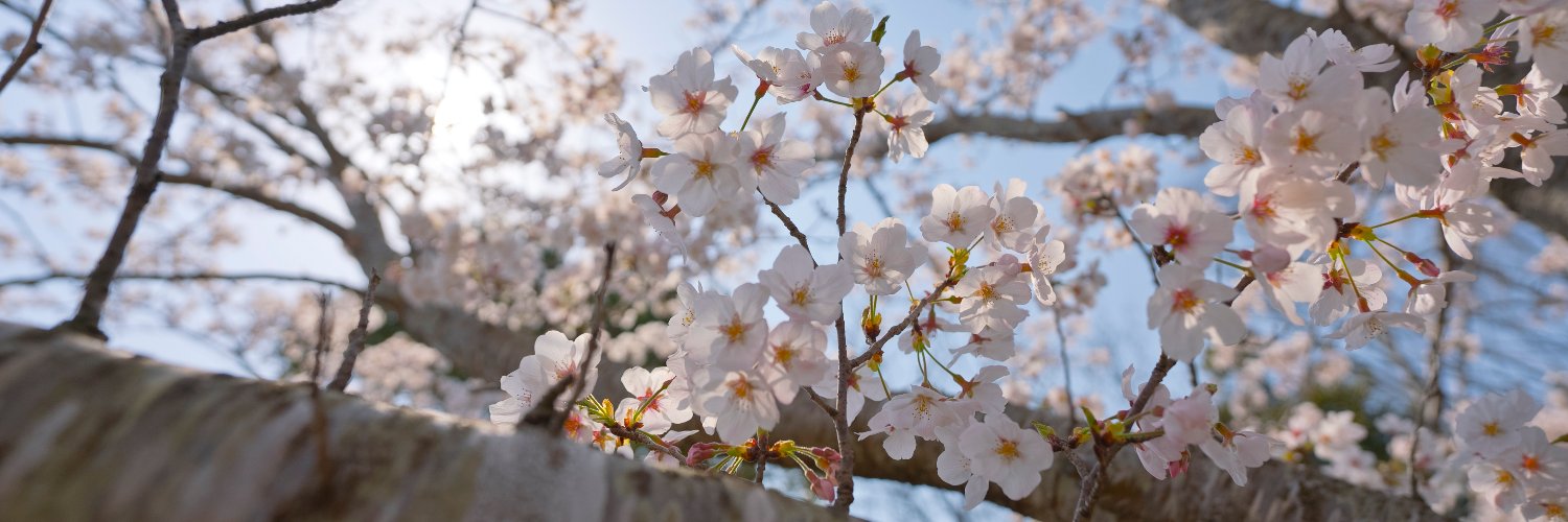 hypernyanco's profile banner image