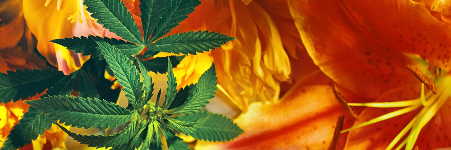 ness™ Cannabis | Home of ness Ninja Fruit banner