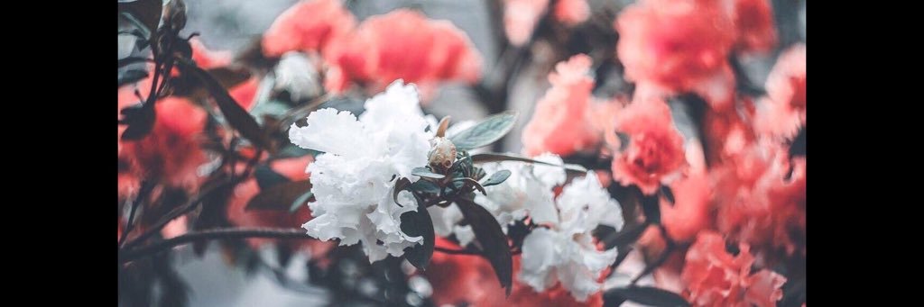 saysam_'s profile banner image