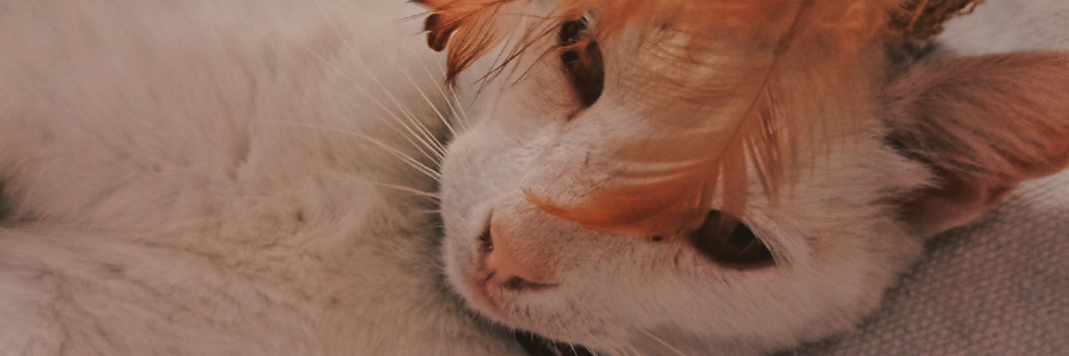 manupe_7's profile banner image