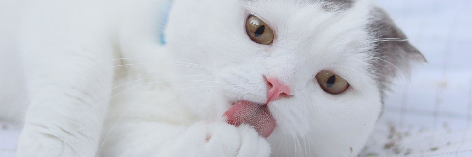 ilb2ice's profile banner image