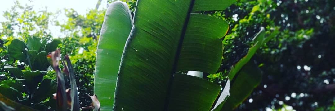 MeredithAulds's profile banner image
