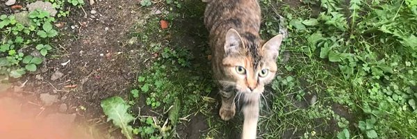 KaurNimrata Profile Banner