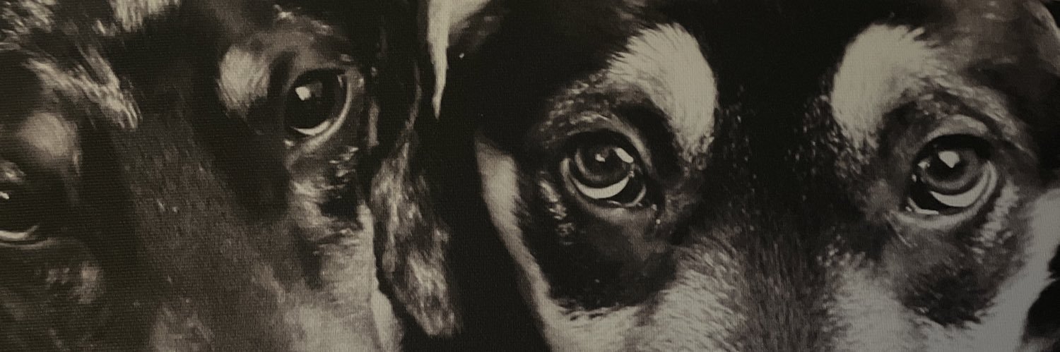 Wiscobear1's profile banner image
