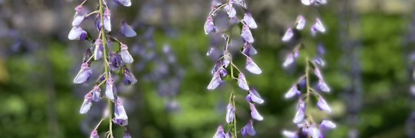 fujimo777 Profile Banner