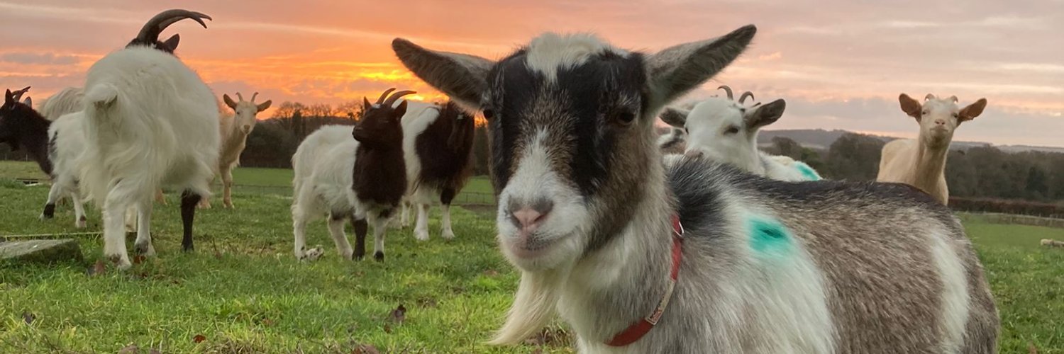 Cholderton Rare Breeds Farm banner