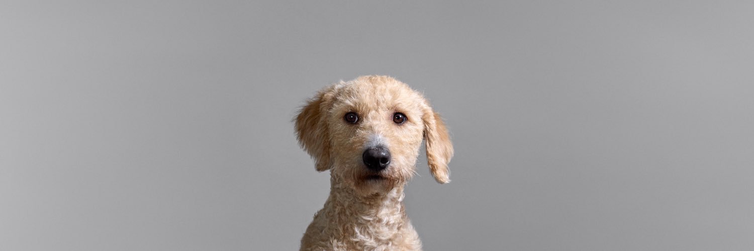 Henry van Loon banner