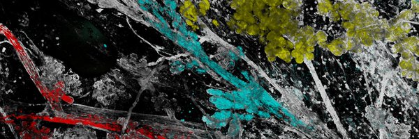 ColindaScheele Profile Banner