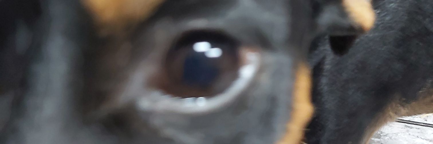 piolant's profile banner image