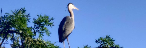 _nekosune Profile Banner