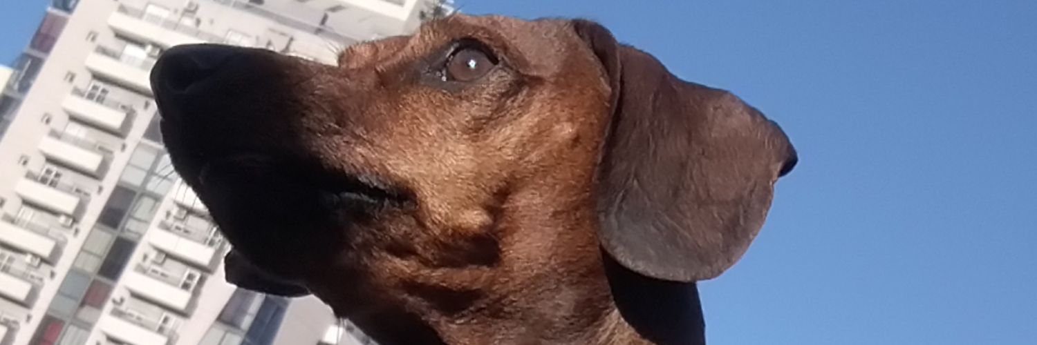 RooCardozo3's profile banner image