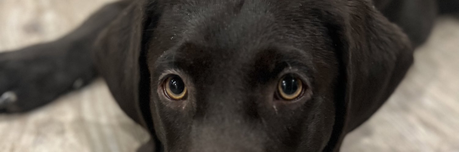 MeleriLynn's profile banner image