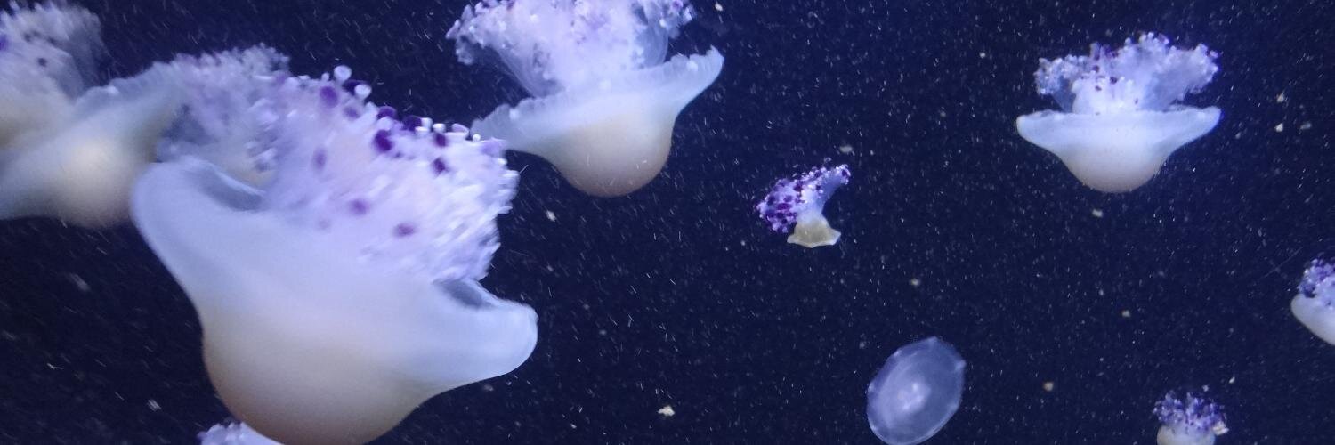 belovedsasha's profile banner image