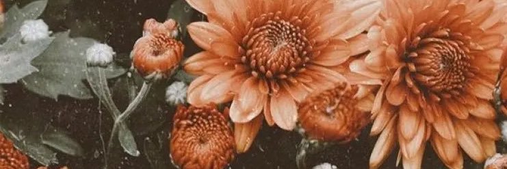 raspberry_xoX's profile banner image