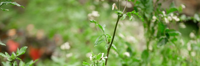 Jessica Pelchat banner