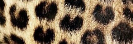 LiiiKatzaroff's profile banner image