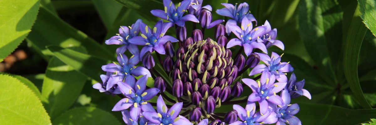 Rustica_Hebdo's profile banner image