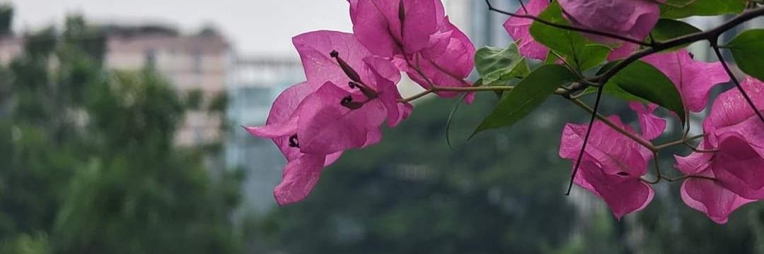 memasud5's profile banner image