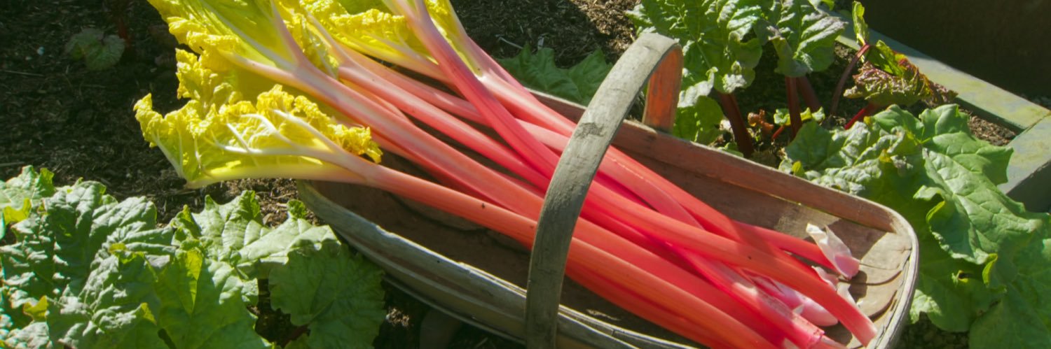 HRH Grand Duchess Bee of Whiskey 🐝 🐛 banner