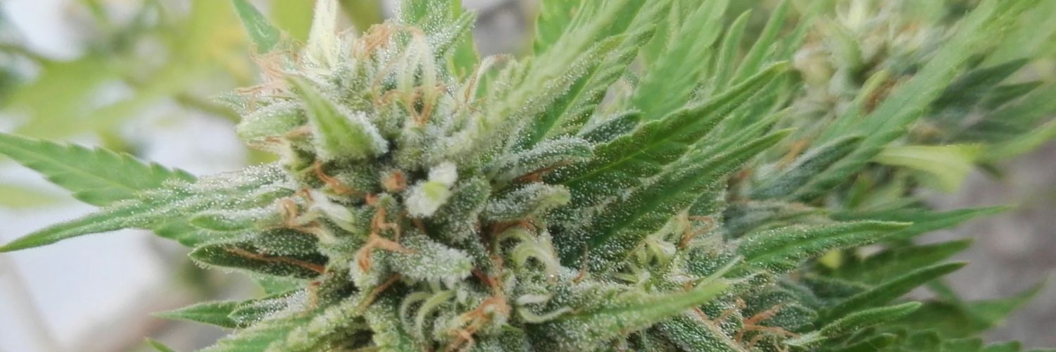 OtroCanutoMas's profile banner image