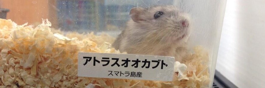 haruruko8665's profile banner image