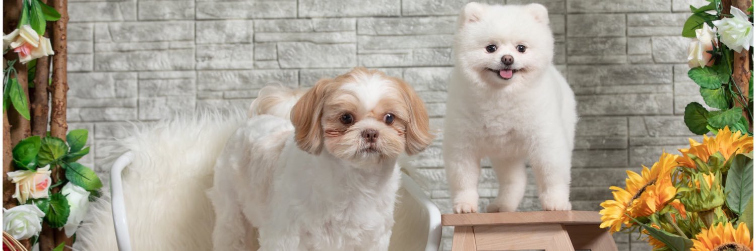 pingbb's profile banner image