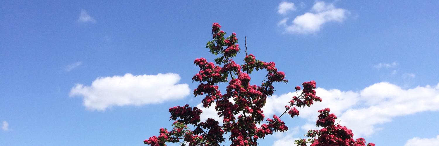 misssdavid's profile banner image