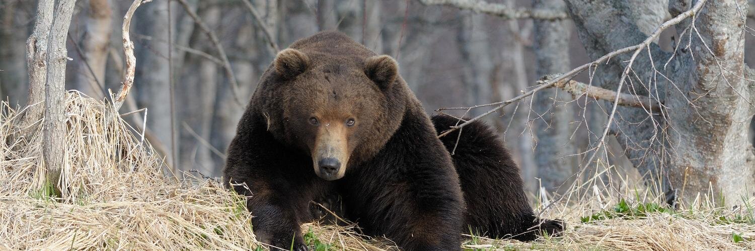 Victor Volchek banner