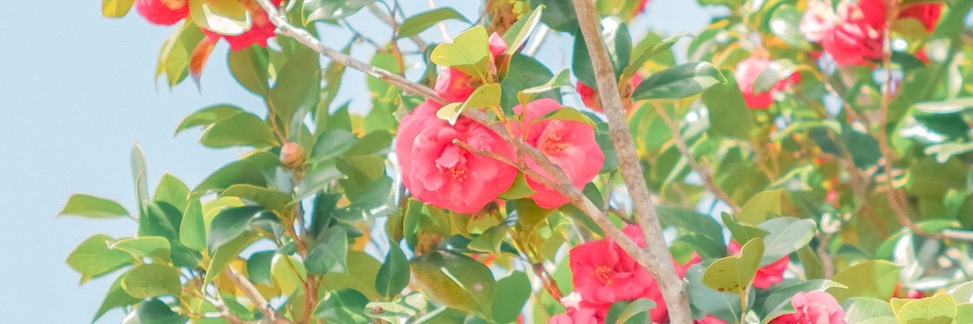 橎粒_Faery banner