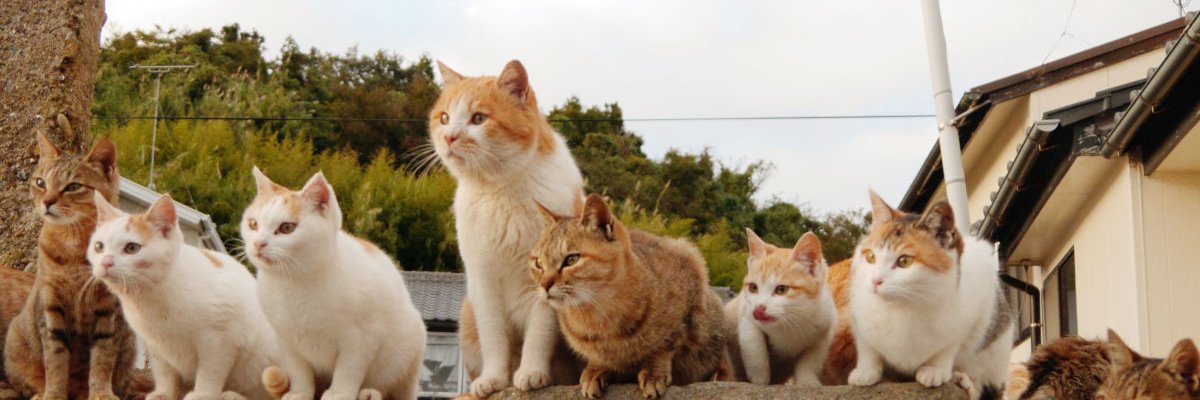 neko_followback's profile banner image