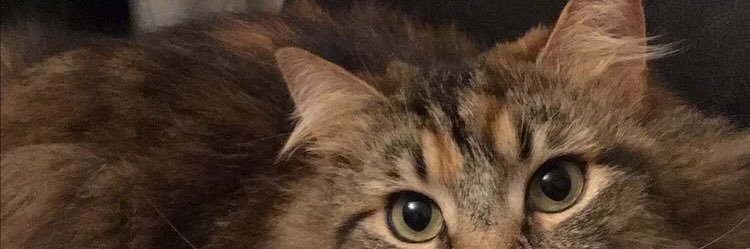 mrzdeh1's profile banner image