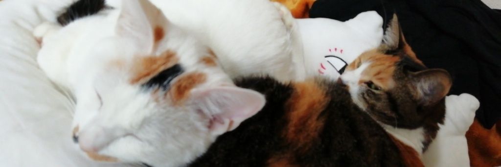 辻󠄀堂（金の原　稲の穂） banner