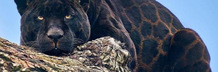 Jqbizz's profile banner image