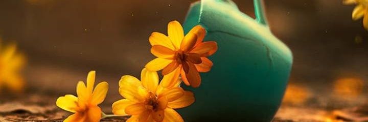 acricauri's profile banner image