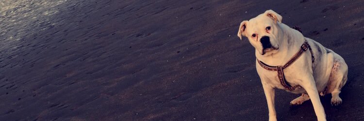 KayleighWalsh96's profile banner image