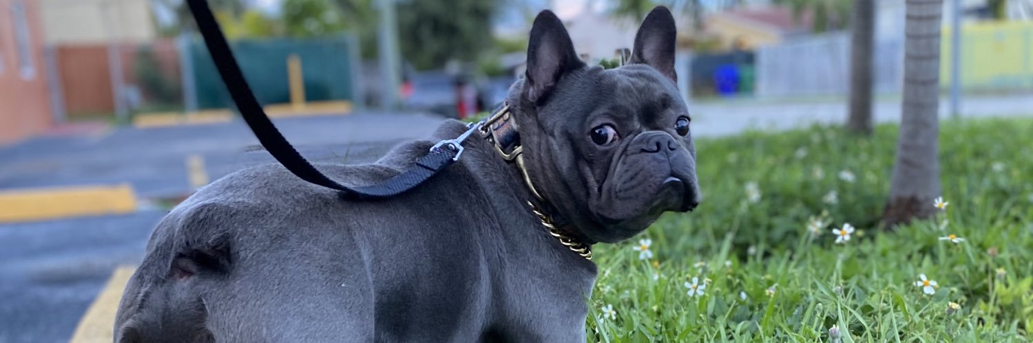 flyguy_lo's profile banner image