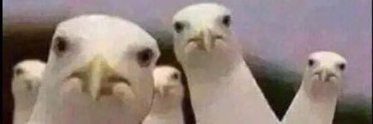 Chalala🐾🇺🇸 banner