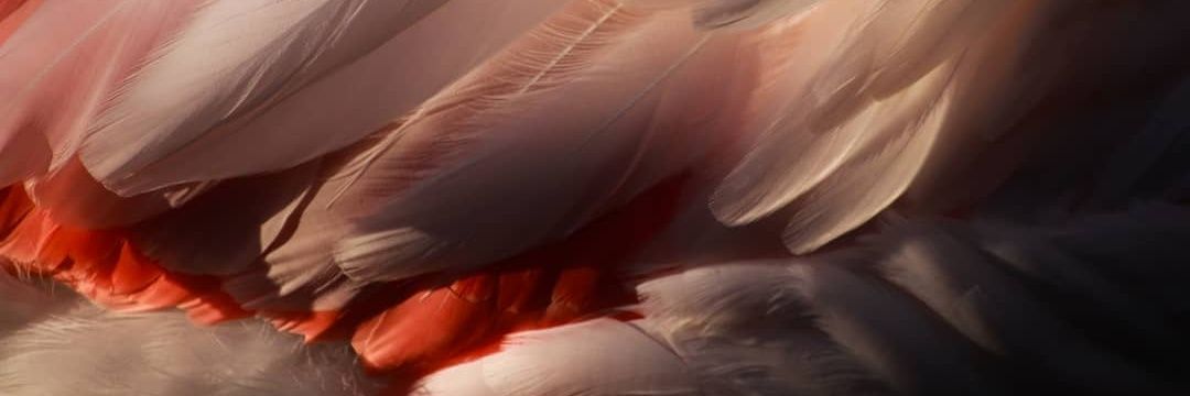 Sarah__RS's profile banner image