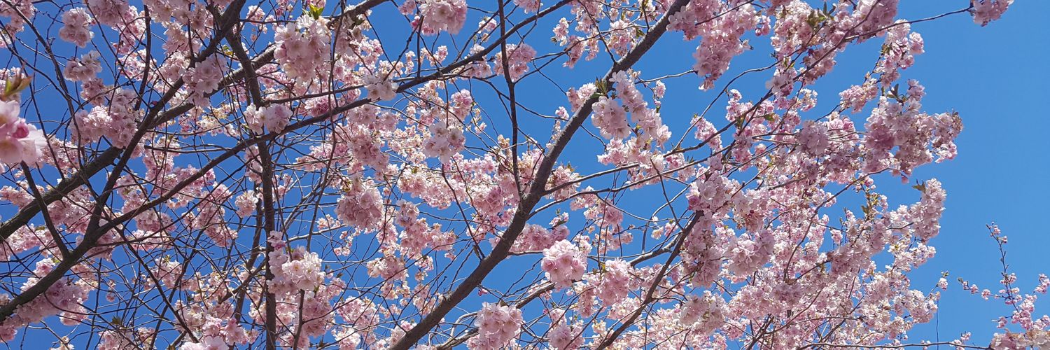 MD_Ayomi's profile banner image