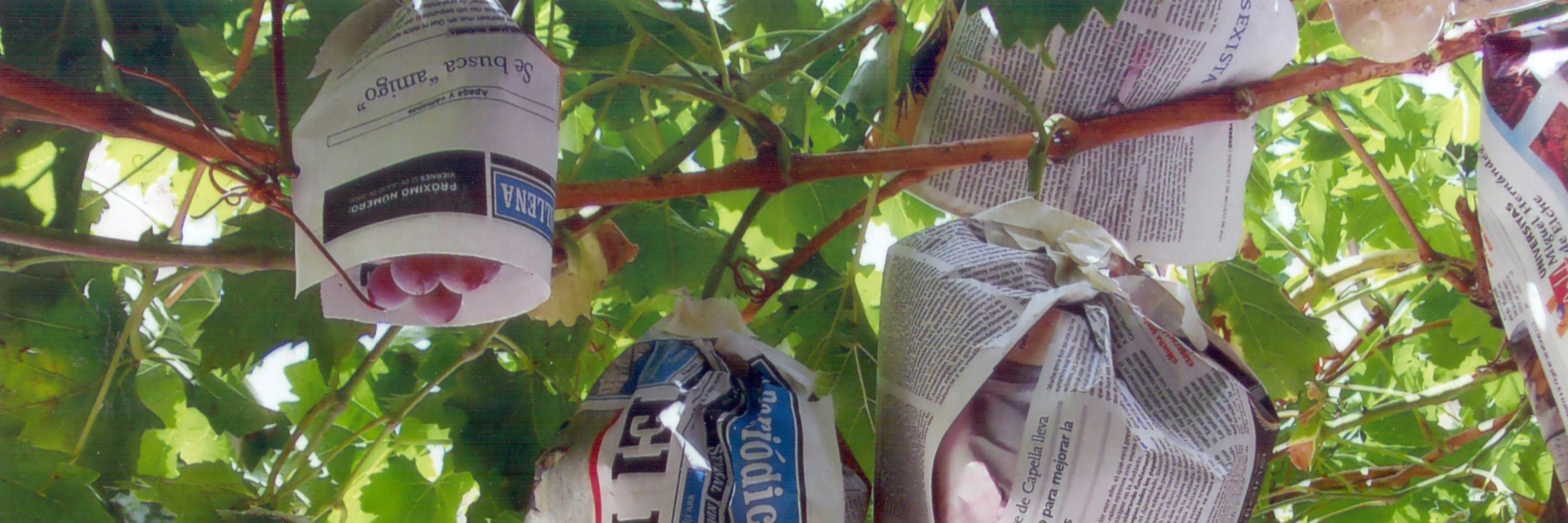 Periódico de Villena banner