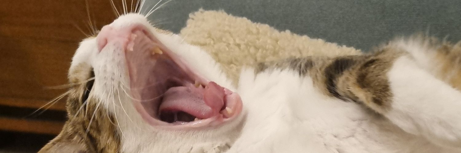 טוקסופלסמה גונדי (את/היא) banner