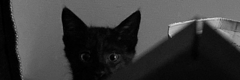 مامانِ گربه ها banner