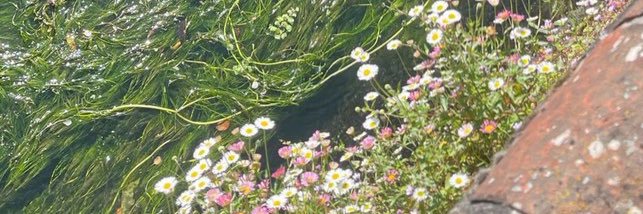 softbutferal banner