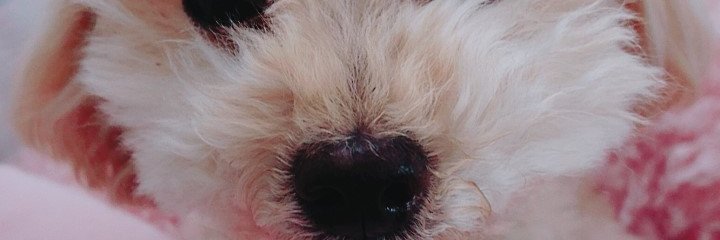 minanaha's profile banner image